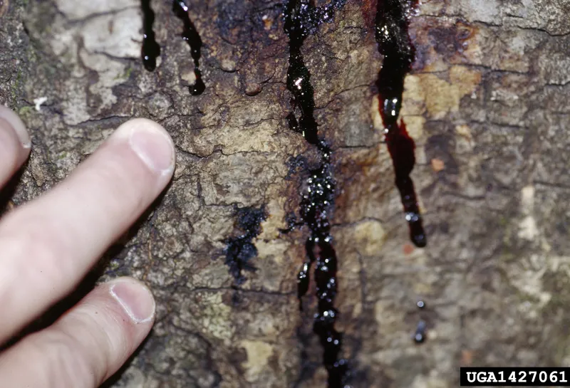 Black liquid drips down in the bark of a tree