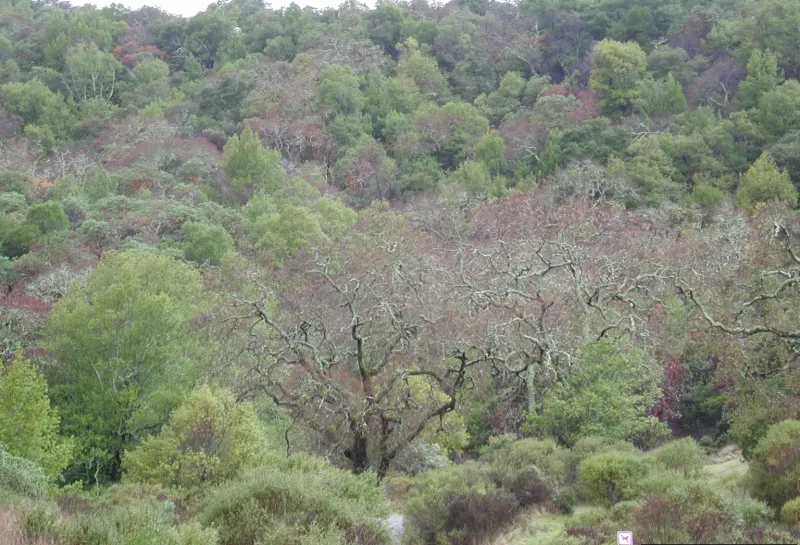 Dead trees look bare amongst alive trees in a forest
