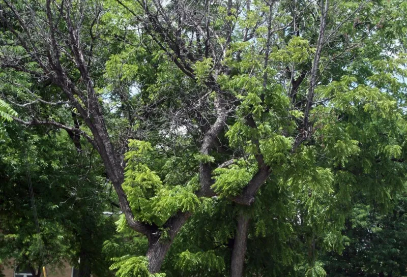 A black walnut tree starts to show some crown dieback