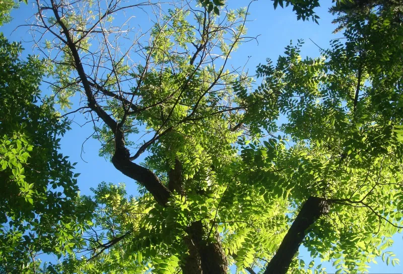 A black walnut tree starts to show some crown dieback