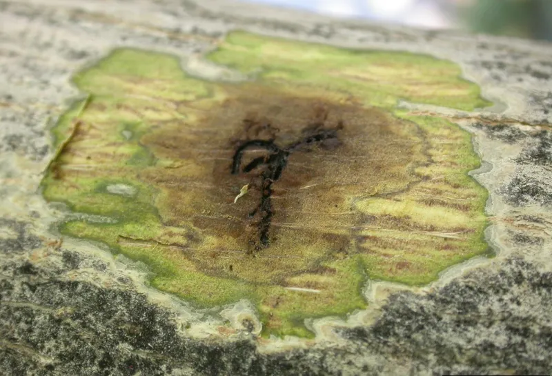 A small sunken spot begins to form on a branch of a tree