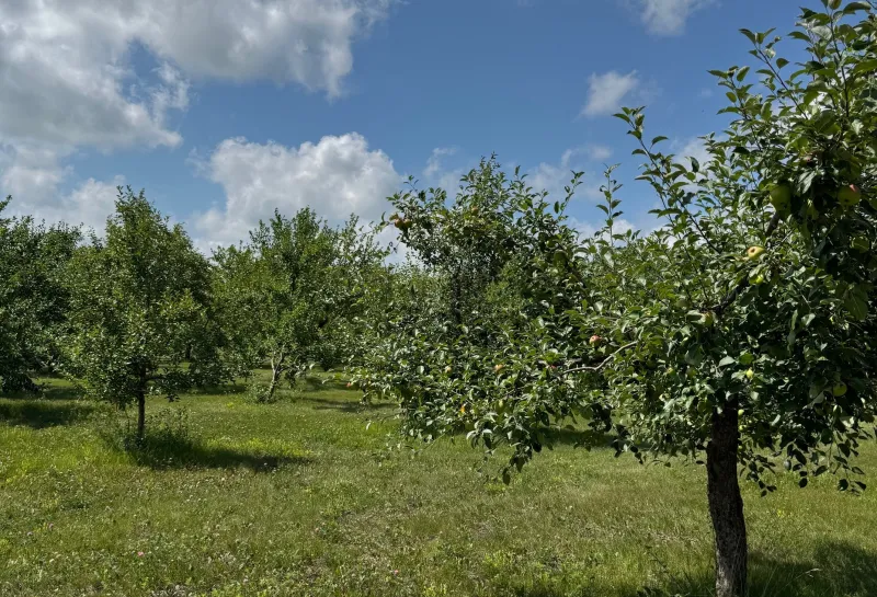 Apple trees and 线上赌博app Hort Farm