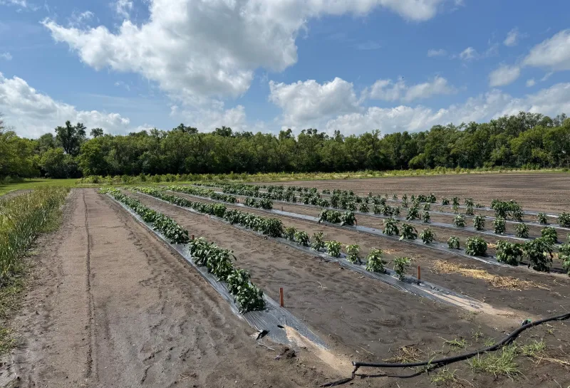 Young Plants at 线上赌博app Hort Farm