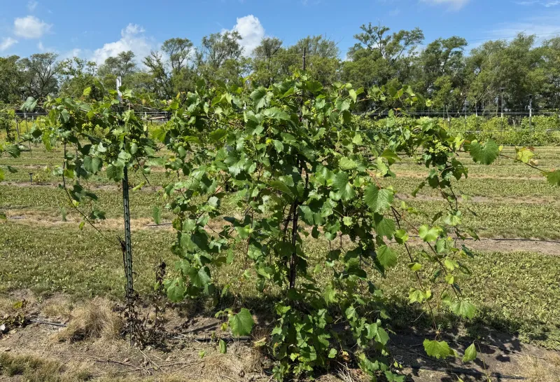 Grapes vining at 线上赌博app Hort Farm