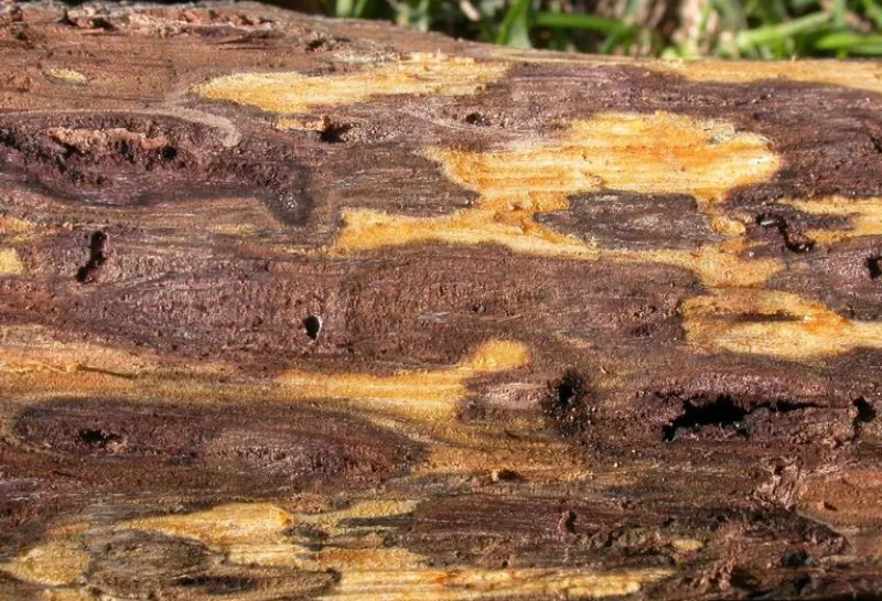 Stained wood showing a disease in a tree