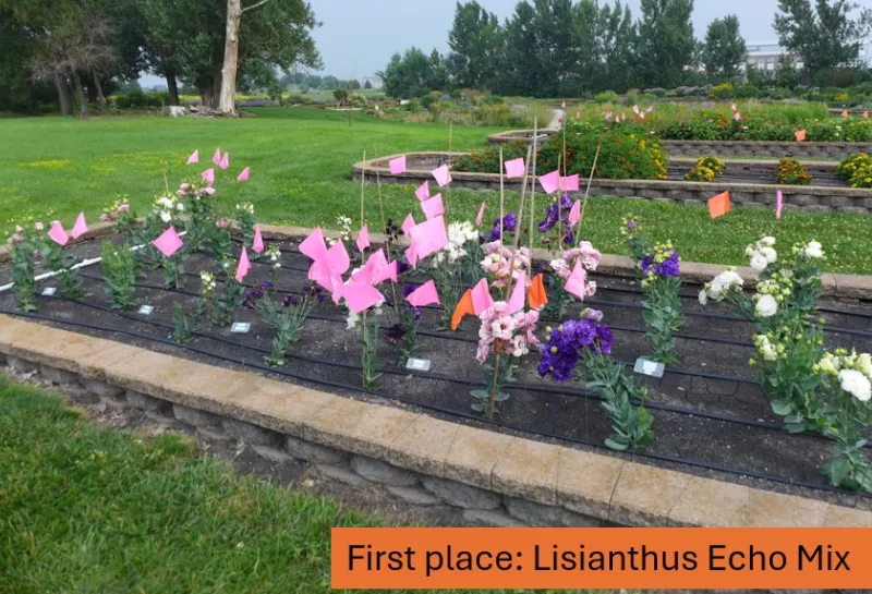 1. Lisianthus Echo Mix