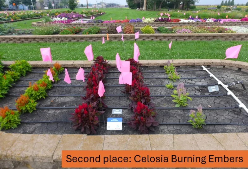 2. Celosia Burning Embers