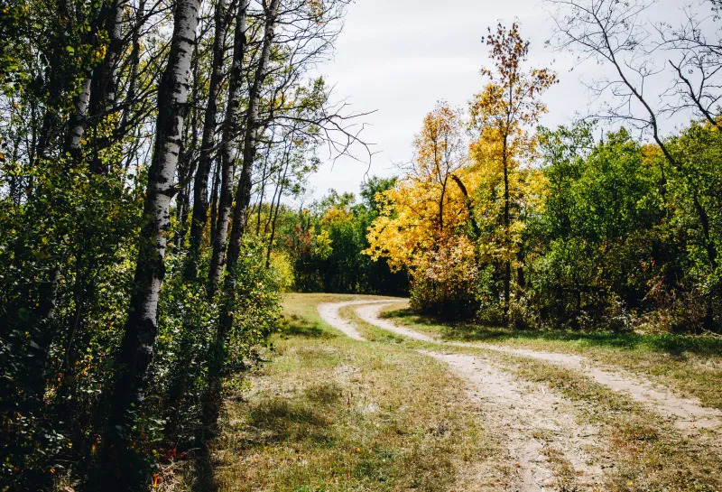 A trail through the forest in fall color