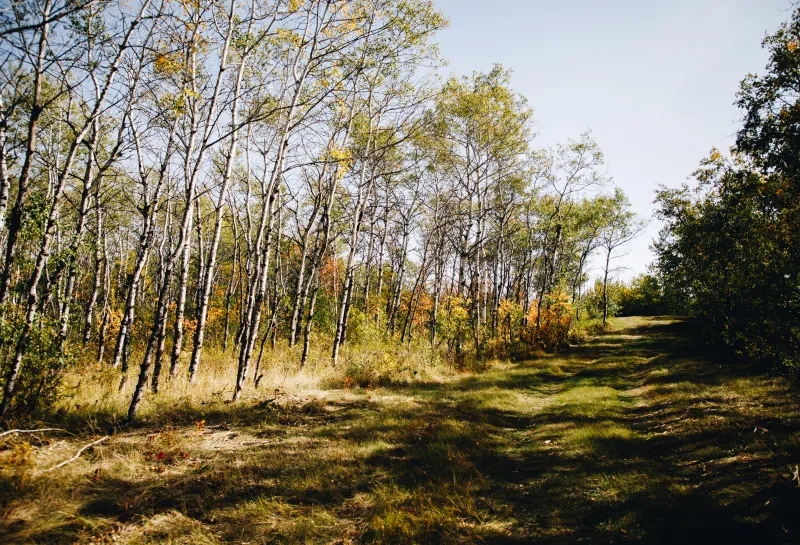 A trail through the forest in fall color