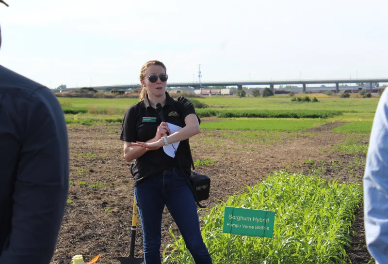 Cover Crop, Intercropping, Soil Health