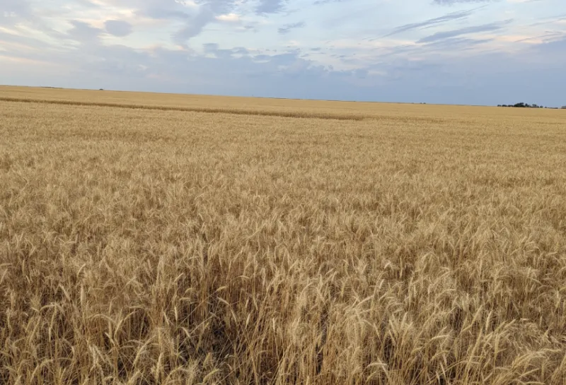 Field with a dryed grain.