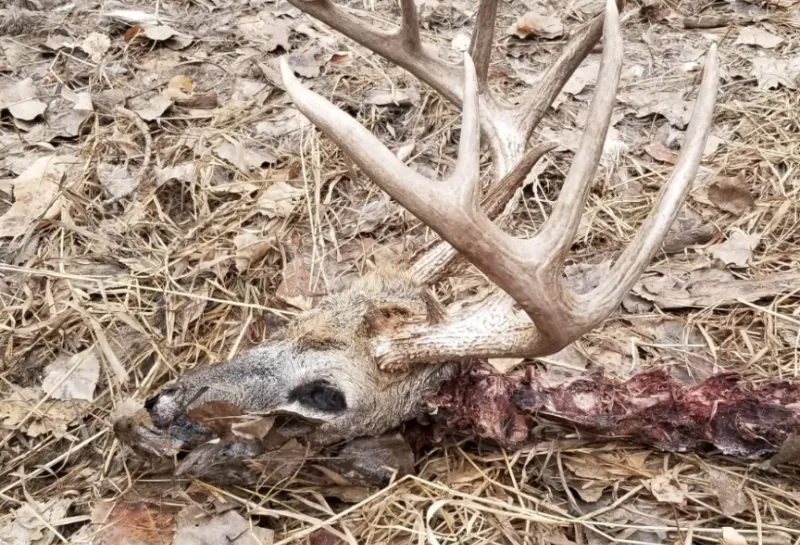 Deer carcass with antlers.