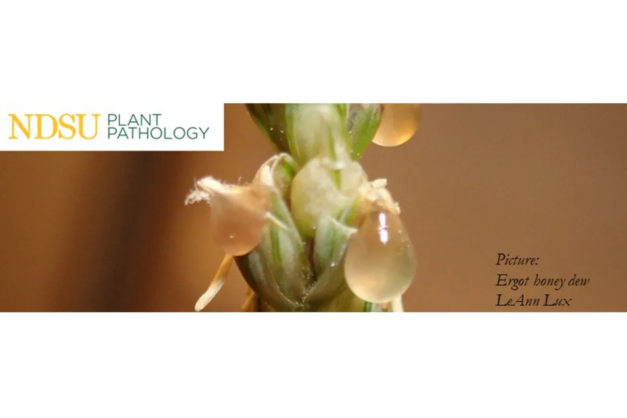 Ergot Honey Dew