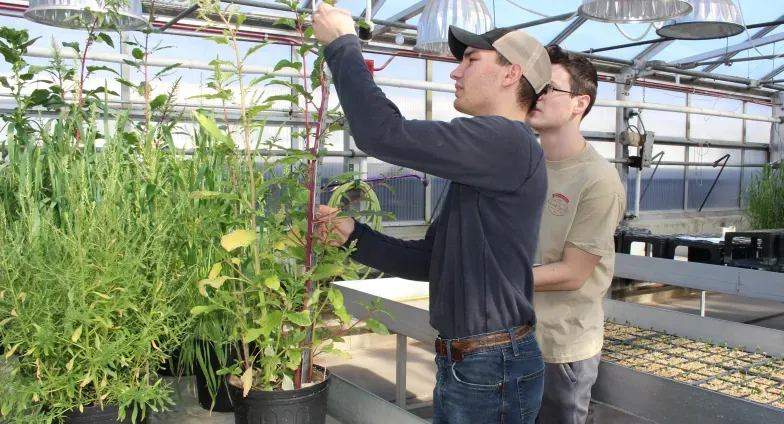 Plant sciences students working in greenhouse