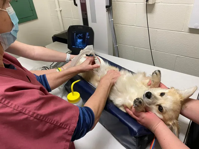 Vet tech students ultra sounding dog