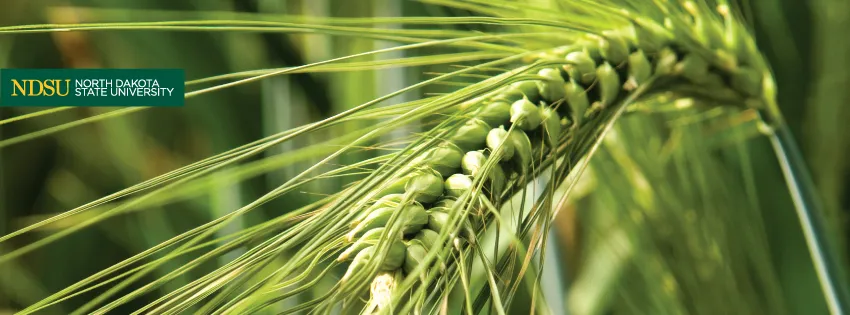 线上赌博app Logo Facebook Header with wheat background