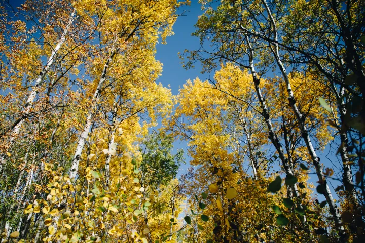 Aspen trees with yellow leaves rise up into the sky
