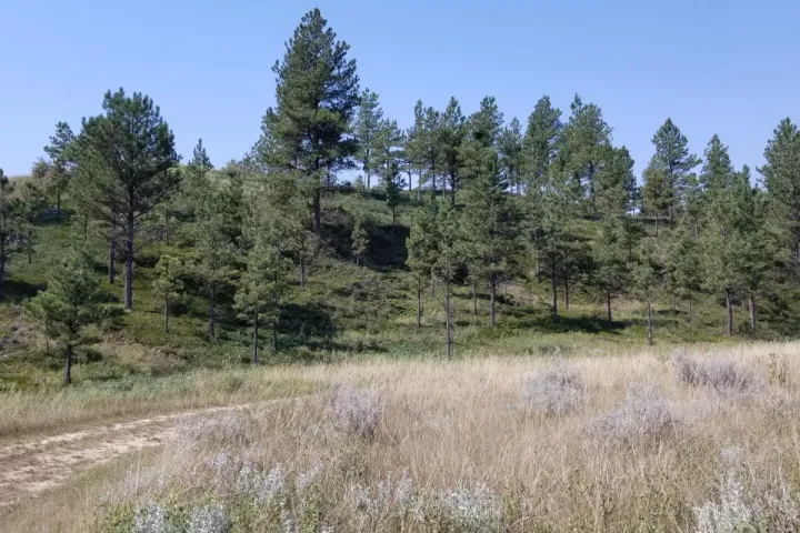 A stand of conifer trees on a hill next to grassland and a path leading to the right