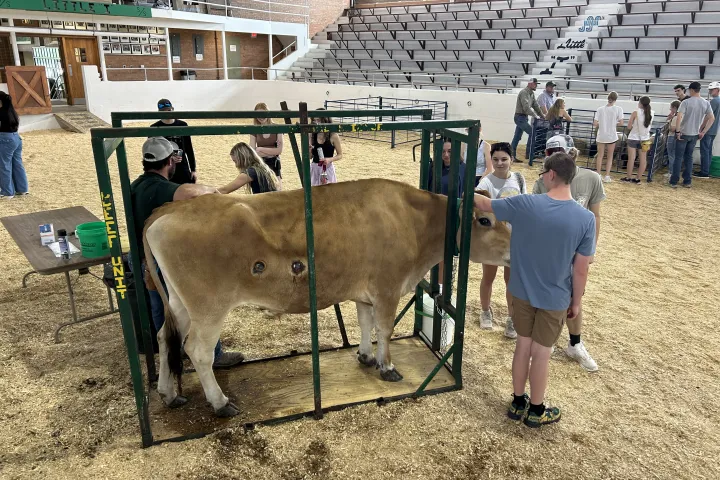 Students learning about cannulated steer in Shepard Arena on 线上赌博app campus