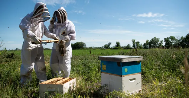 Two student researchers wearing bee protection looking intently at a beehive located in a field with green grass and trees.