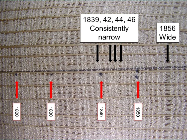 Tree ring analysis showing narrow annual rings for 1839, 1842, 1844, and 1846 and a wide annual ring for 1856