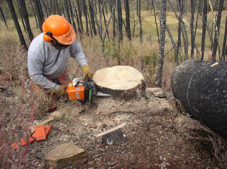 A forester using a chainsaw to remove part of a tree stump