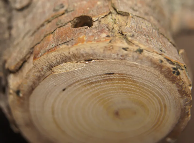Cross section of an ash tree affected by emerald ash borer