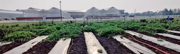 Figure 2. Watermelon crop in the middle of the season